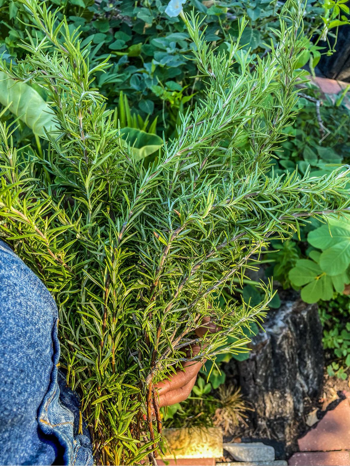 Fresh rosemary being harvested by hand at Violet’s Herbs garden. A large bundle of vibrant green rosemary stems is held against a background of leafy herbs and garden plants, showcasing natural, homegrown ingredients used in herbal hair products.