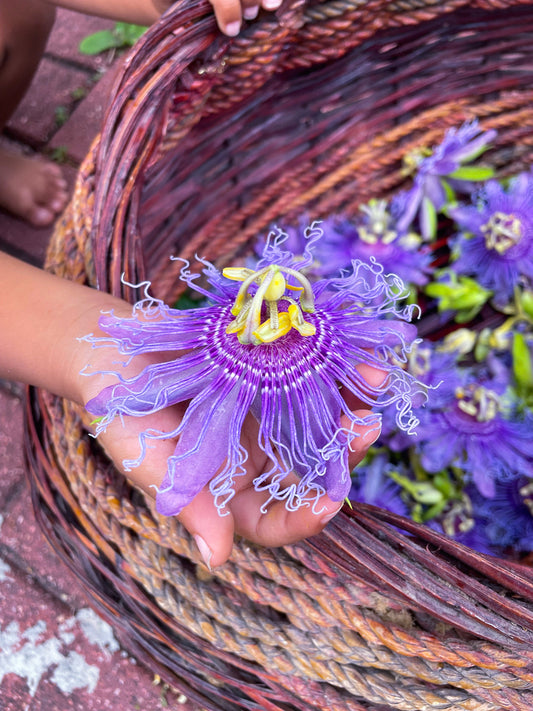 Fresh passionflower blossom (Passiflora incarnata) with vibrant purple petals and yellow stamens, held above a woven basket filled with harvested flowers.