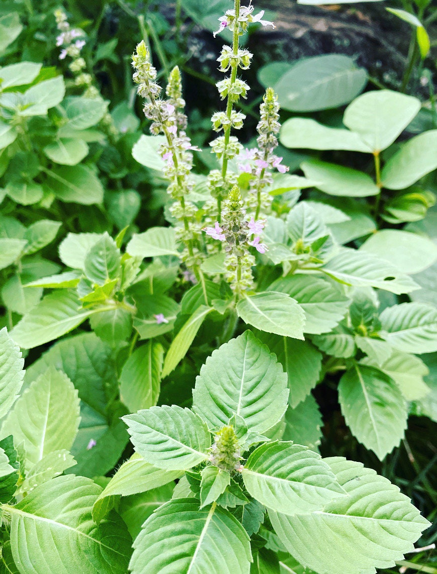Premium Holy Basil (Tulsi) – USA Grown Loose Leaf Herb for Tea, Infusions, and Culinary Use