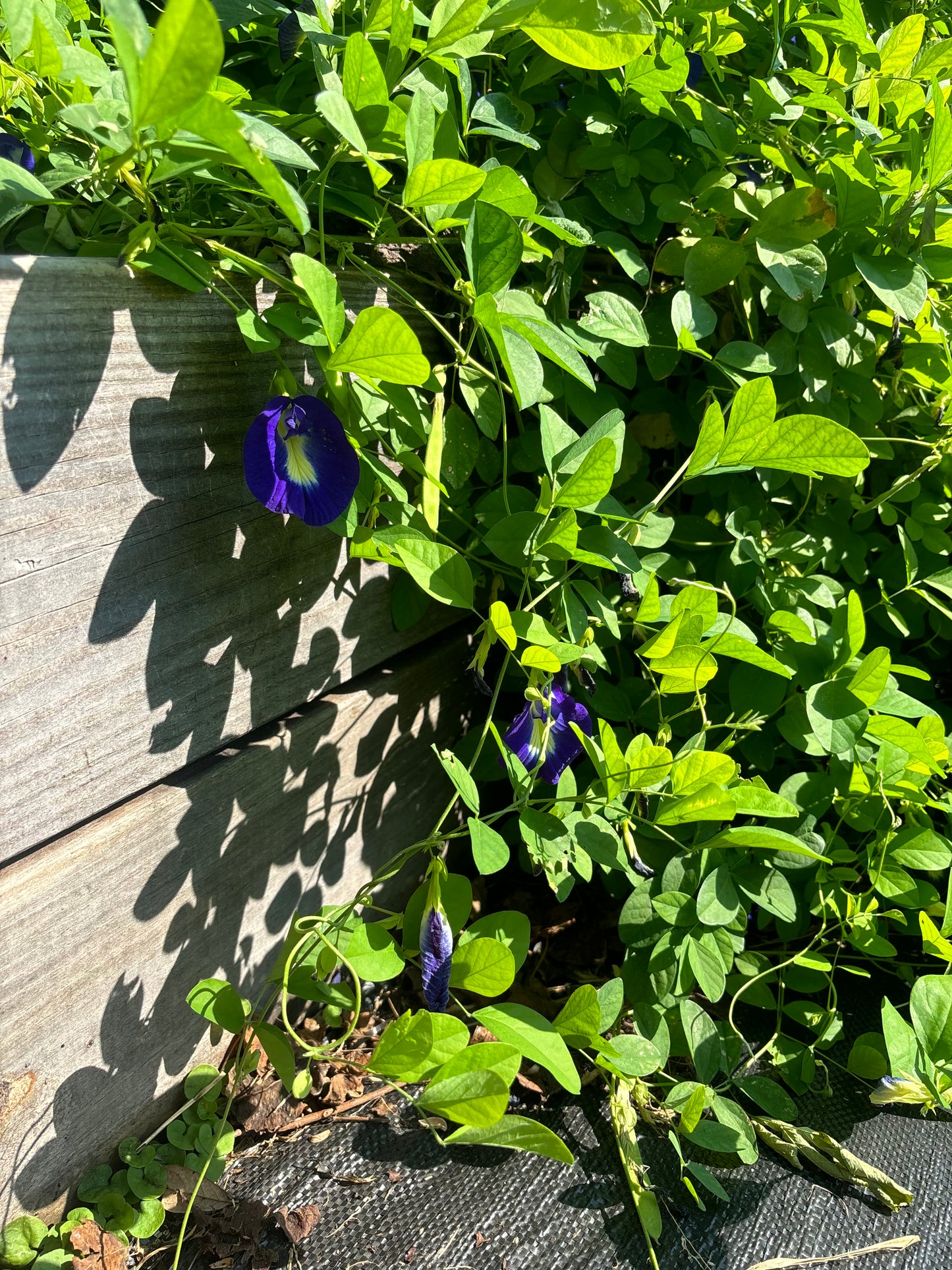 Butterfly Pea Flower Seeds | Clitoria ternatea | Blue Tea Flower | Fast Growing Climbing Vine for Trellis