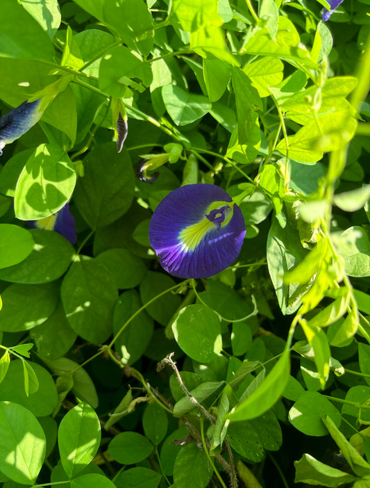 Butterfly Pea Flower Seeds | Clitoria ternatea | Blue Tea Flower | Fast Growing Climbing Vine for Trellis