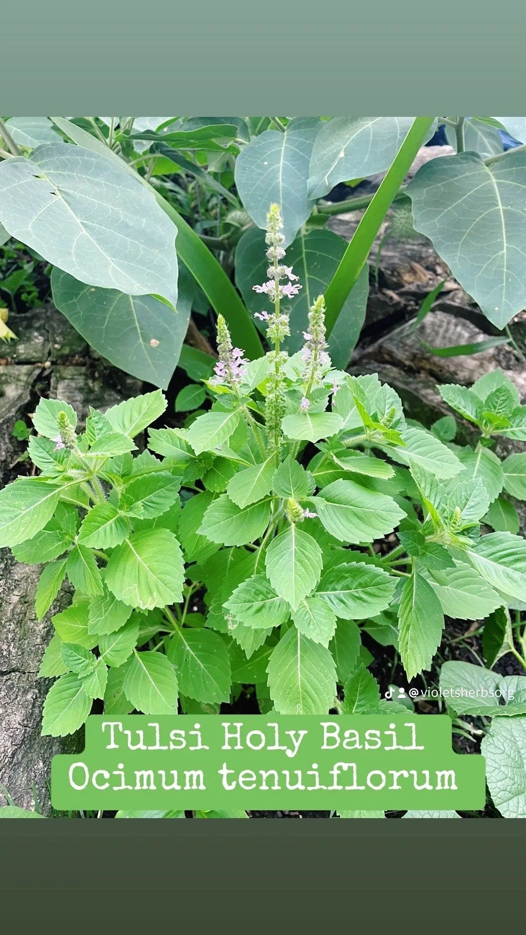 Holy Basil Tulsi | Hand-Picked Dry Leaves and Flowers |Ocimum tenuiflorum | Home Grown